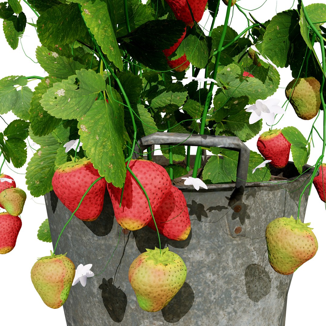 Strawberry Plants Pack - 3D Assets 3D model https://p.turbosquid.com/ts-thumb/gt/7i2ZnR/Tz/z31/jpg/1735056631/1920x1080/fit_q87/a52bdc7a635f5ac5e097988540ad584c10da25c2/z31.jpg