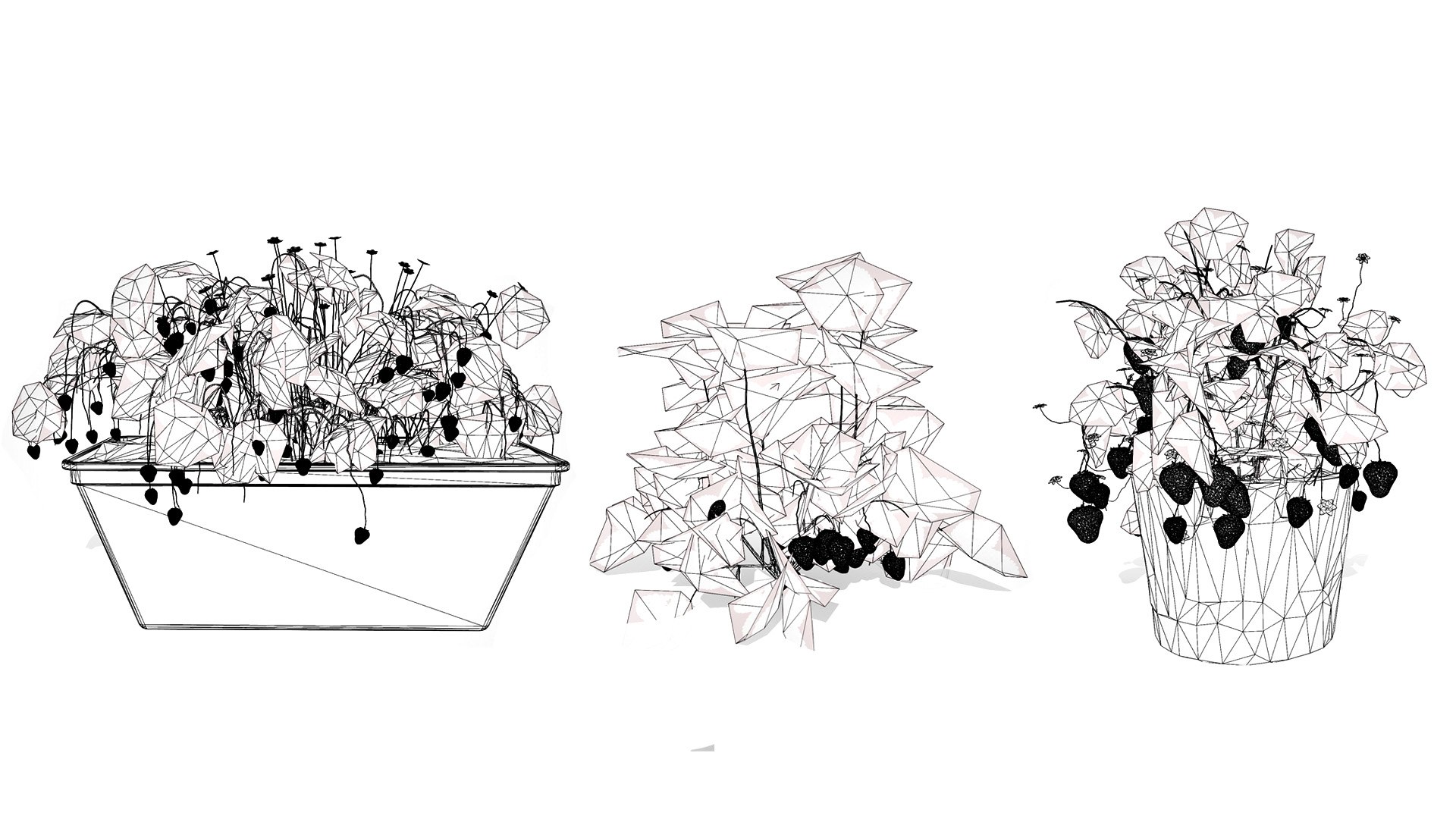 Strawberry Plants Pack - 3D Assets 3D model https://p.turbosquid.com/ts-thumb/gt/7i2ZnR/WI/wirel/jpg/1735056616/1920x1080/fit_q87/dee9347890e341b15209559af8529cc9e27ab36a/wirel.jpg