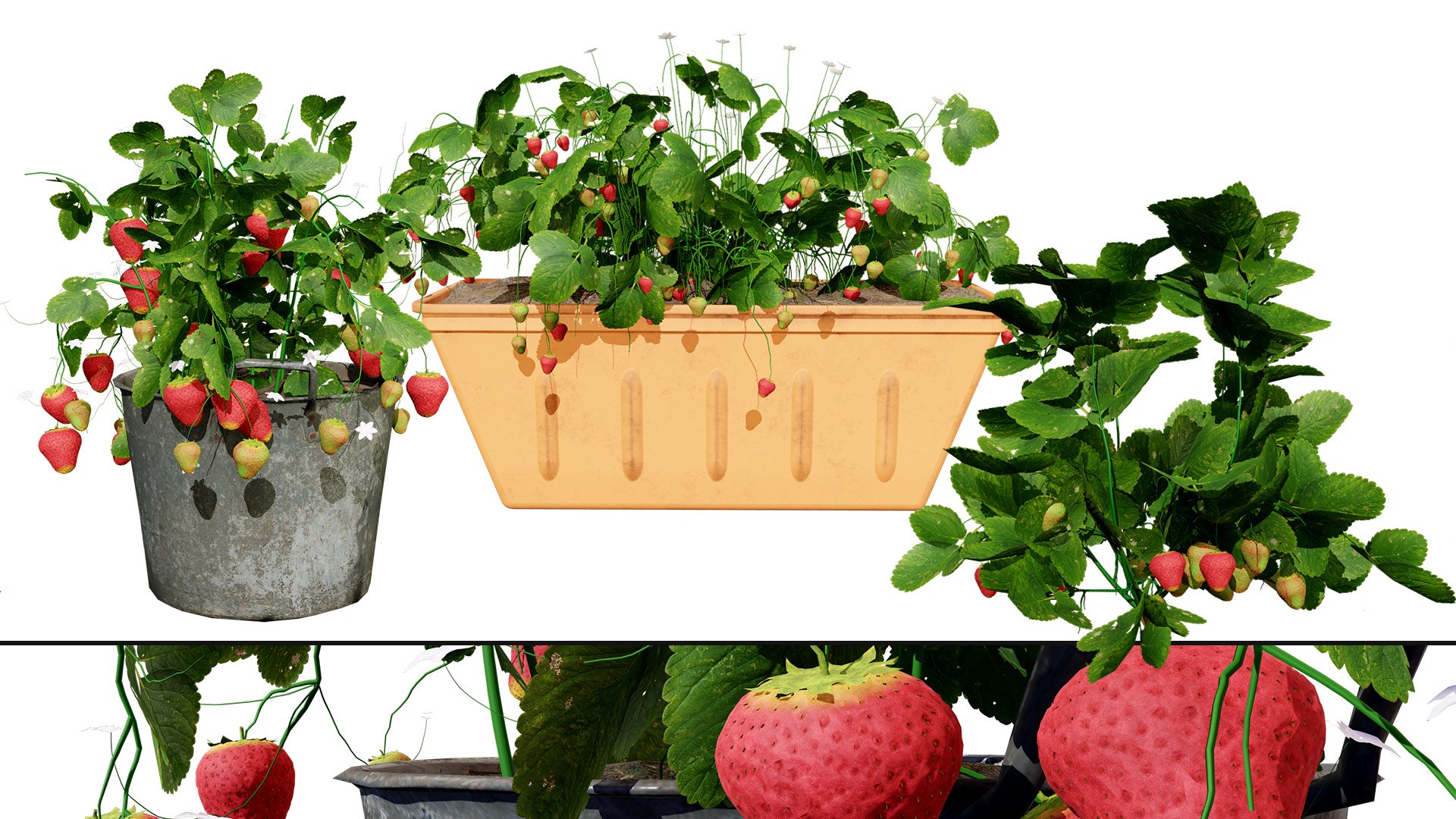 Strawberry Plants Pack - 3D Assets 3D model https://p.turbosquid.com/ts-thumb/gt/7i2ZnR/cJ/z00artcover01/jpg/1735056619/1920x1080/fit_q87/6dec35fa462a14dba4445201a4c570ae909e5d63/z00artcover01.jpg