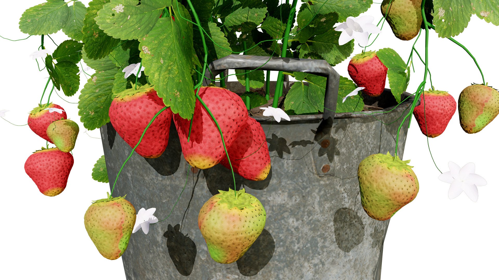 Strawberry Plants Pack - 3D Assets 3D model https://p.turbosquid.com/ts-thumb/gt/7i2ZnR/cW/31l/jpg/1735056606/1920x1080/fit_q87/0fdb2f94713e776cf020ca0997ad87c0d758ab11/31l.jpg