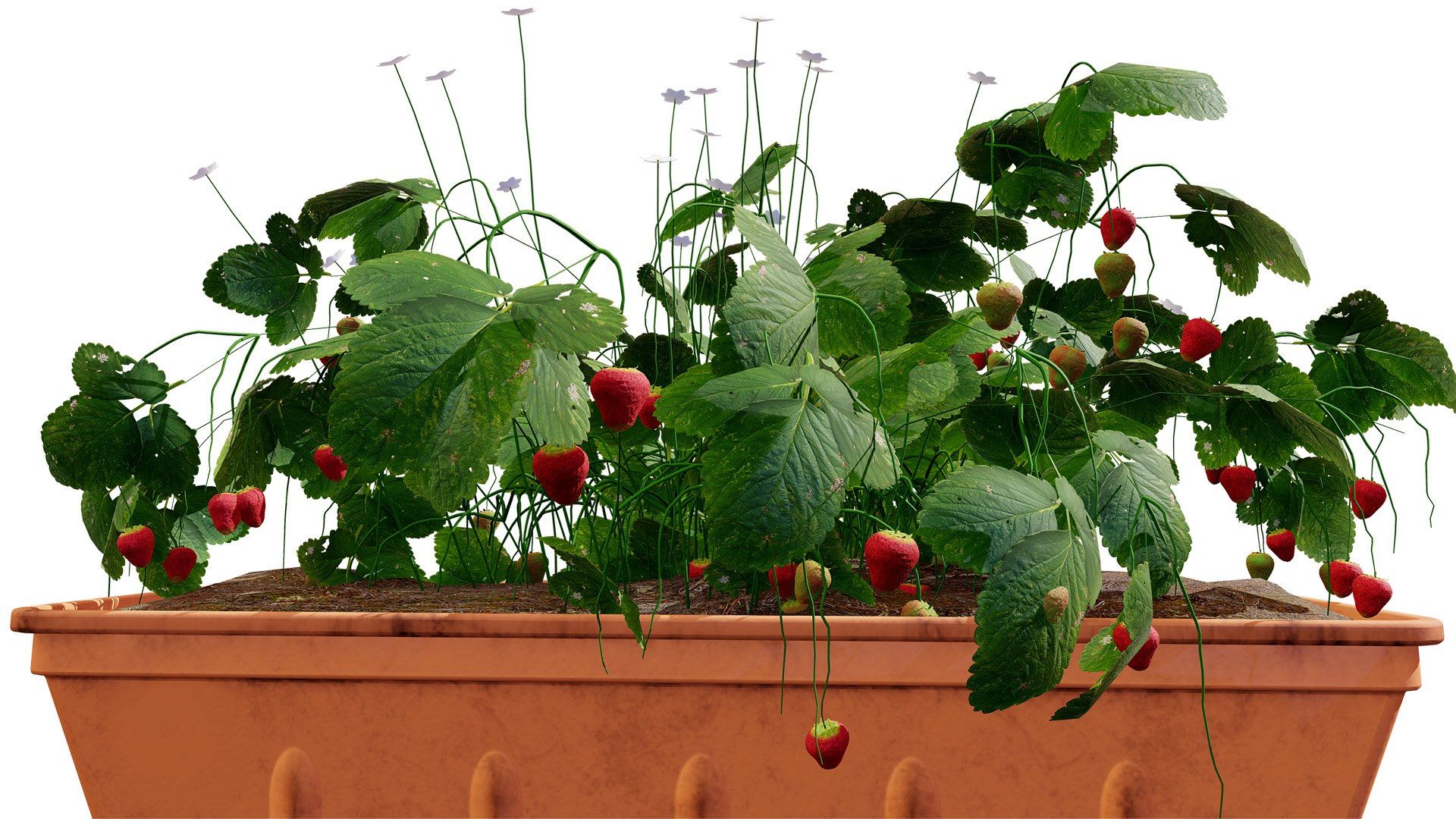 Strawberry Plants Pack - 3D Assets 3D model https://p.turbosquid.com/ts-thumb/gt/7i2ZnR/cw/1z2l/jpg/1735056604/1920x1080/fit_q87/78d108f9db0d2f8089e960d9486d63c8ed822187/1z2l.jpg