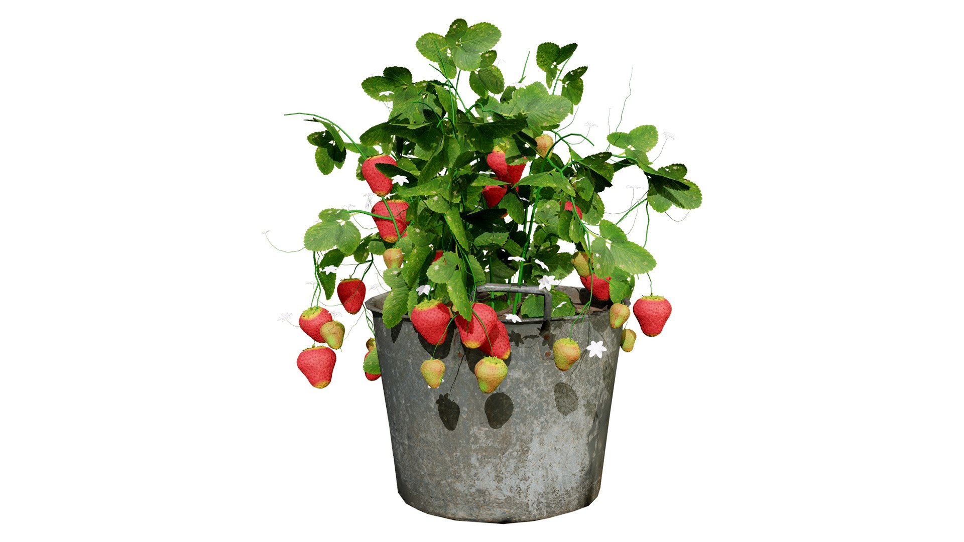 Strawberry Plants Pack - 3D Assets 3D model https://p.turbosquid.com/ts-thumb/gt/7i2ZnR/ue/3l/jpg/1735056604/1920x1080/fit_q87/e3005f058ee7d263c04ab184dea475356ad6e65c/3l.jpg