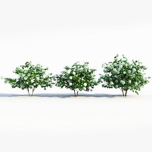 3D Viburnum opulus a model