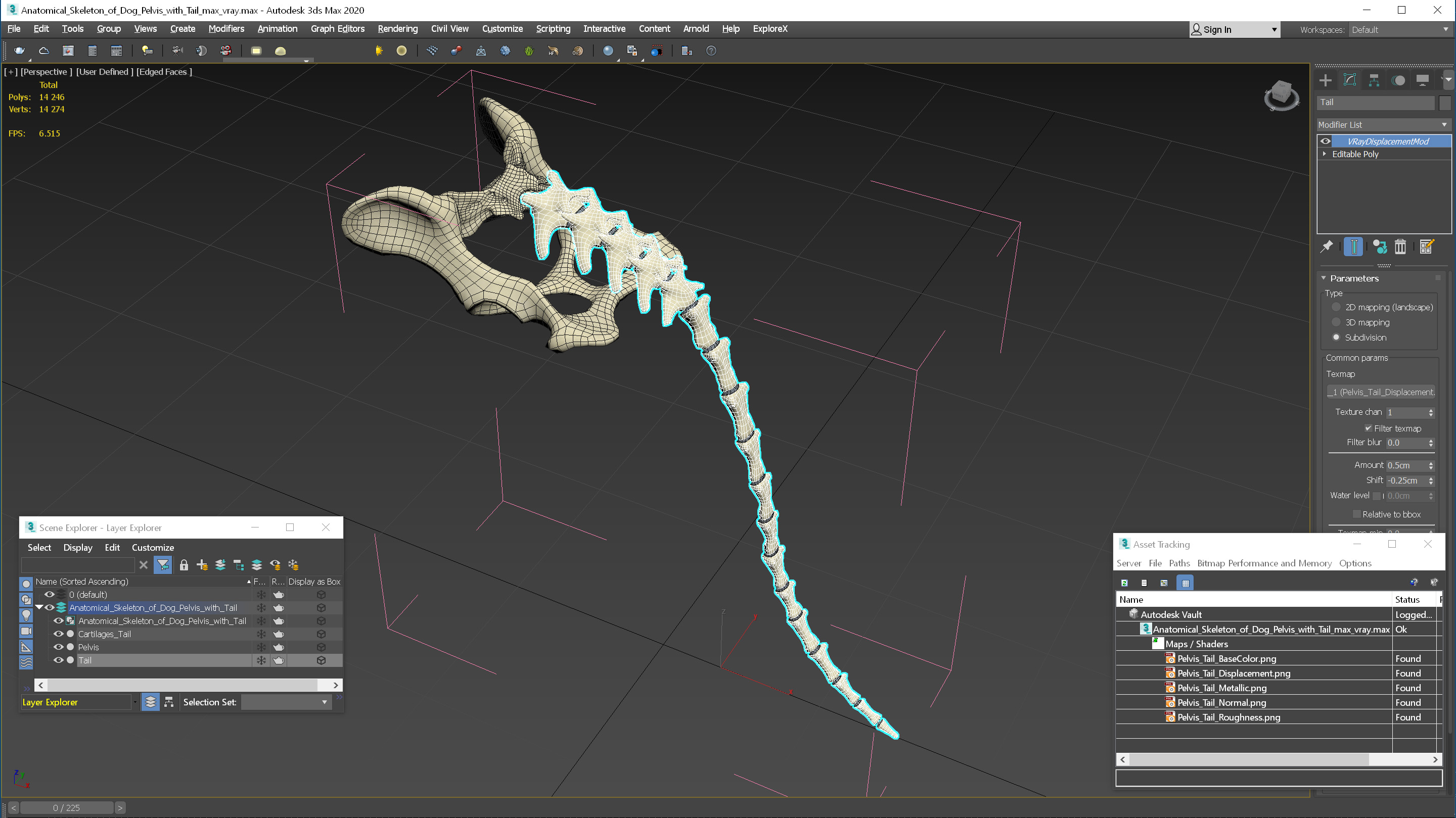 modelo 3d Esqueleto anatómico de la pelvis del perro con cola ...