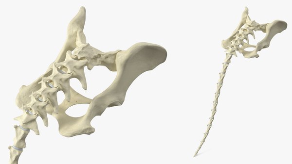 modelo 3d Esqueleto anatómico de la pelvis del perro con cola ...
