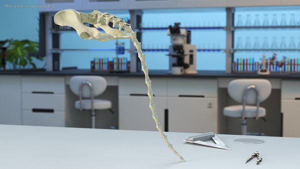 modelo 3d Esqueleto anatómico de la pelvis del perro con cola ...