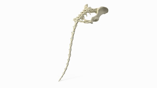 modelo 3d Esqueleto anatómico de la pelvis del perro con cola ...