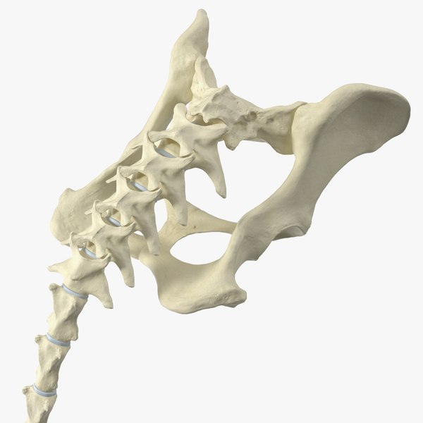 modelo 3d Esqueleto anatómico de la pelvis del perro con cola ...