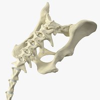 Anatomical Skeleton of Dog Pelvis with Tail