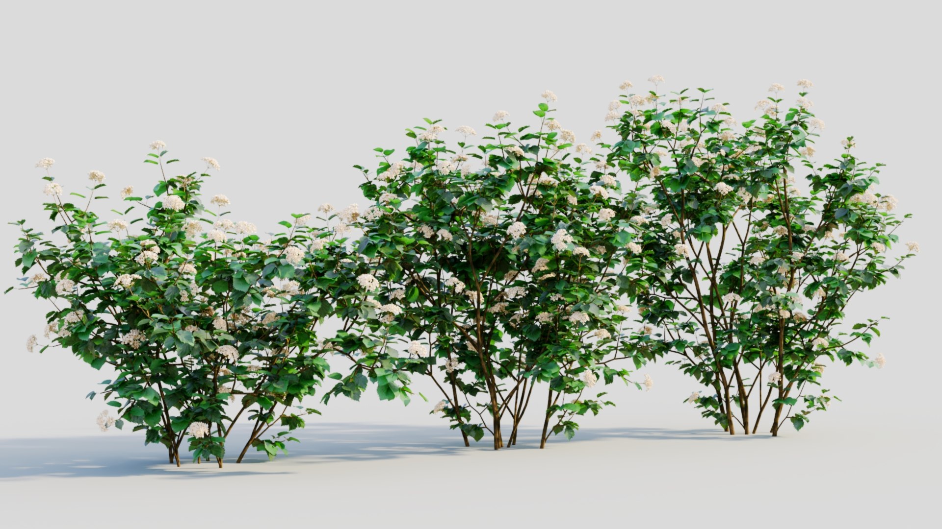 3D Viburnum dentatum a https://p.turbosquid.com/ts-thumb/gt/NoxXPK/0q/viburnumdentatuma5/jpg/1711806605/1920x1080/fit_q87/ff5e6d056db415c990ef319151b0680055bccf6b/viburnumdentatuma5.jpg
