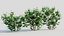 Viburnum dentatum a