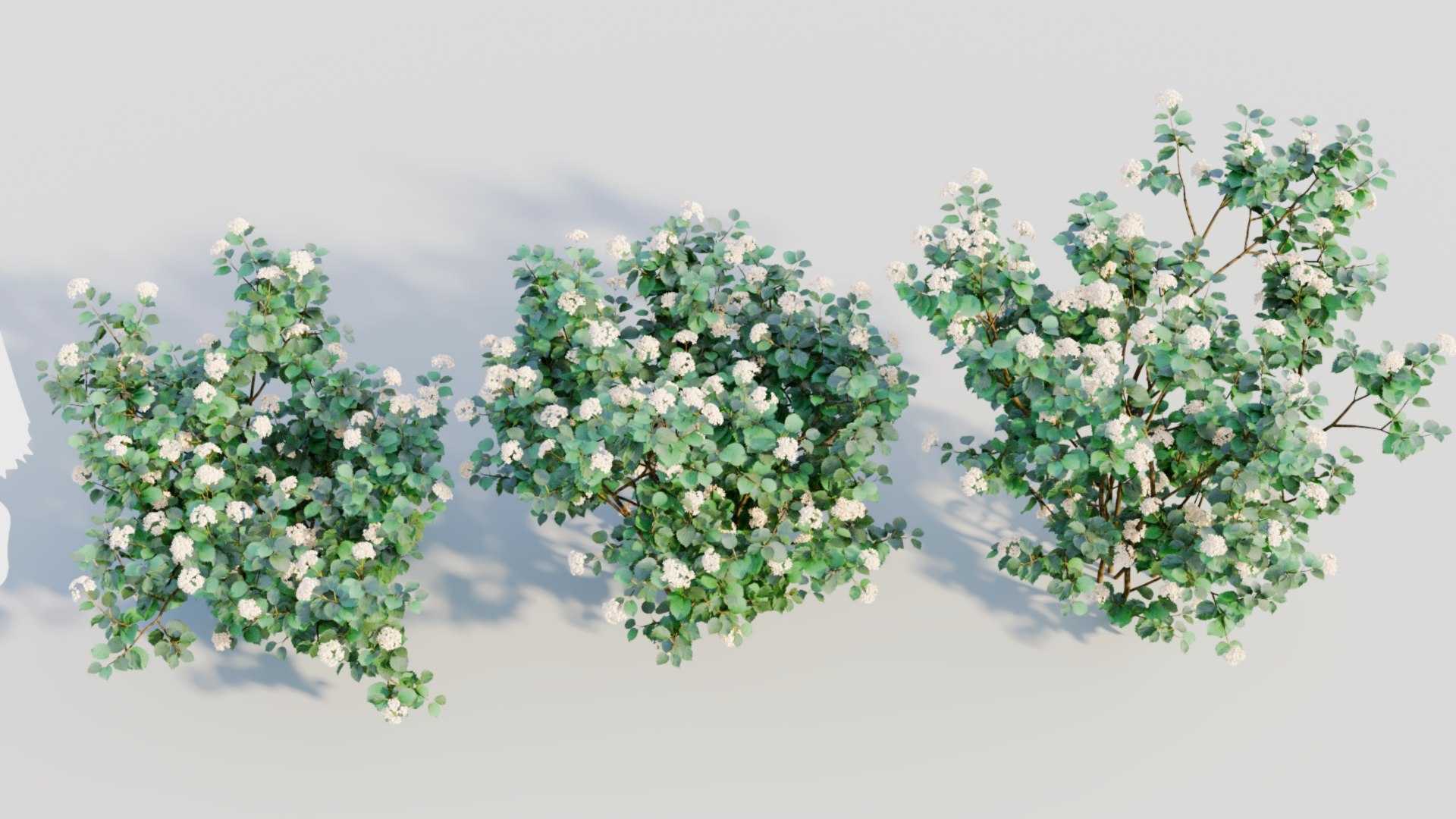 3D Viburnum dentatum a https://p.turbosquid.com/ts-thumb/gt/NoxXPK/Nx/viburnumdentatuma4/jpg/1711806605/1920x1080/fit_q87/ddfd3d42461eb4e7931650f5ebfb5d127f4b8883/viburnumdentatuma4.jpg