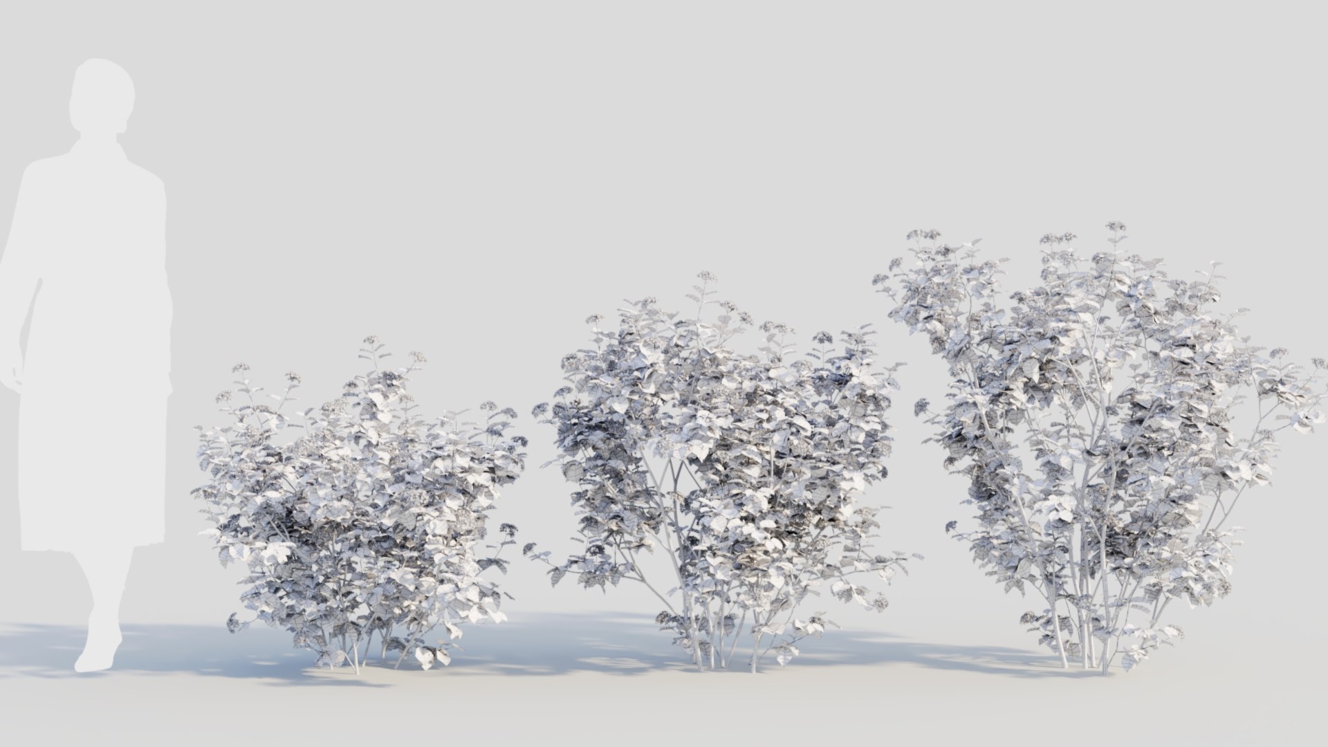 3D Viburnum dentatum a https://p.turbosquid.com/ts-thumb/gt/NoxXPK/OC/viburnumdentatuma_2/jpg/1711806602/1920x1080/fit_q87/a25000c24377d850a901ce4b0f91f8b2ee49c1b8/viburnumdentatuma_2.jpg