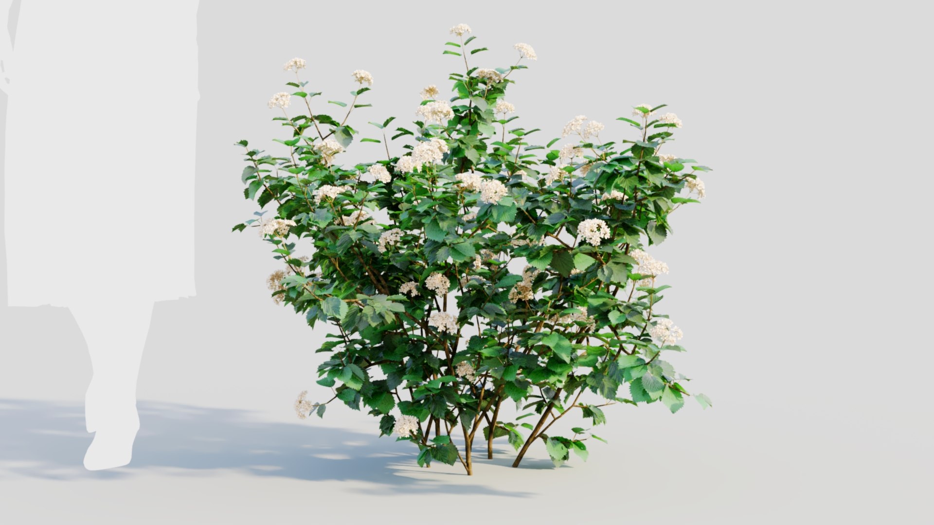 3D Viburnum dentatum a https://p.turbosquid.com/ts-thumb/gt/NoxXPK/Ws/viburnumdentatuma7/jpg/1711806607/1920x1080/fit_q87/9b2b5b1a9cae993f97c72262feb33ca7be93a651/viburnumdentatuma7.jpg