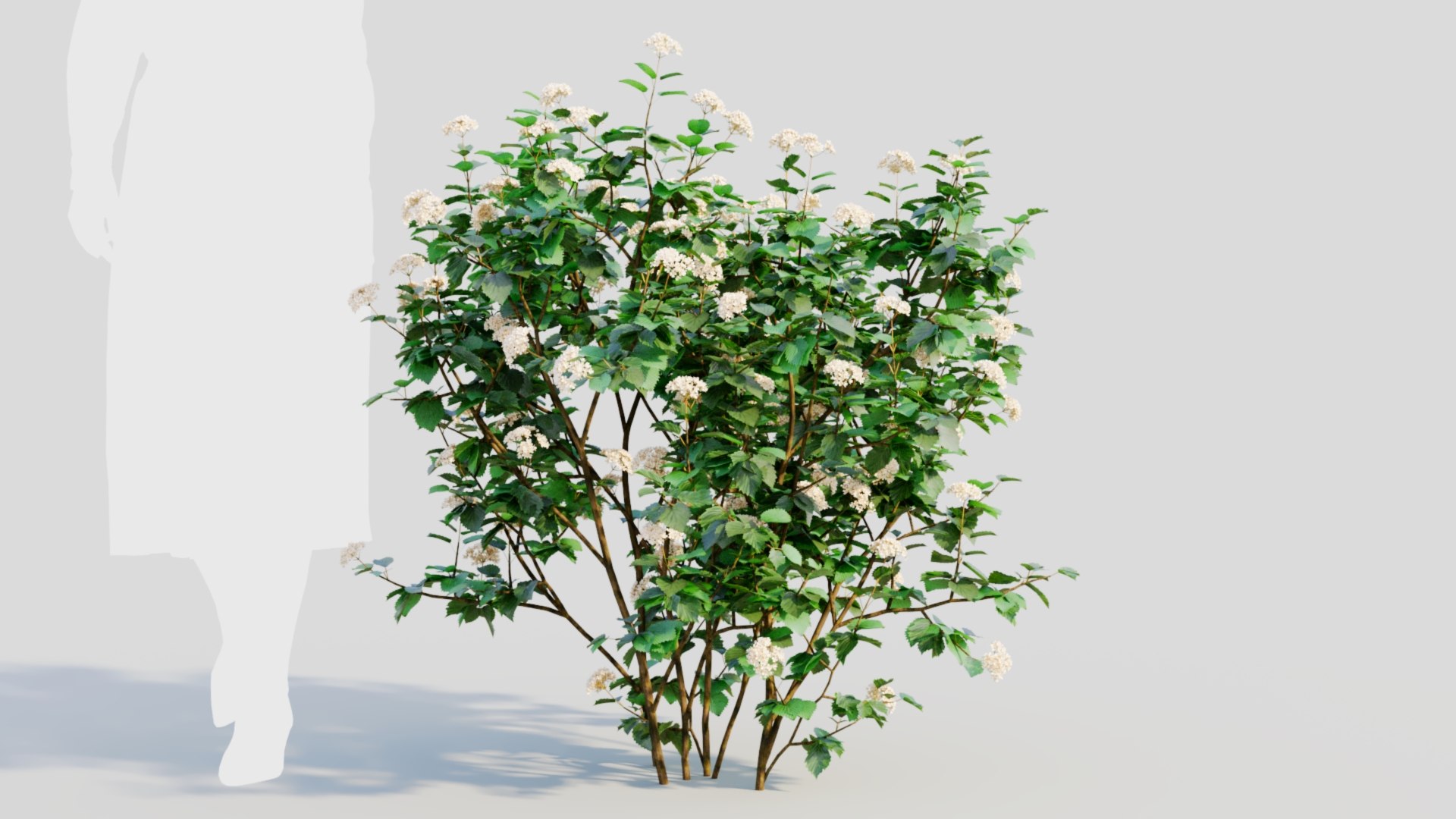 3D Viburnum dentatum a https://p.turbosquid.com/ts-thumb/gt/NoxXPK/Zj/viburnumdentatuma8/jpg/1711806607/1920x1080/fit_q87/f6bda0d9d46bf4e348390c192648e887ec647917/viburnumdentatuma8.jpg