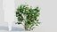 Viburnum dentatum a