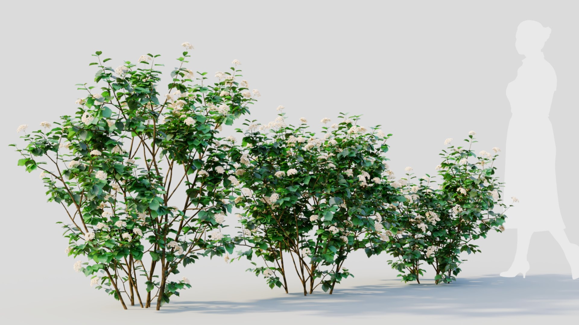 3D Viburnum dentatum a https://p.turbosquid.com/ts-thumb/gt/NoxXPK/h7/viburnumdentatuma6/jpg/1711806606/1920x1080/fit_q87/bbd163da23f1f40afa173899e12b033bb3f6cf22/viburnumdentatuma6.jpg