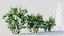 Viburnum dentatum a