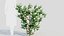 Viburnum dentatum a
