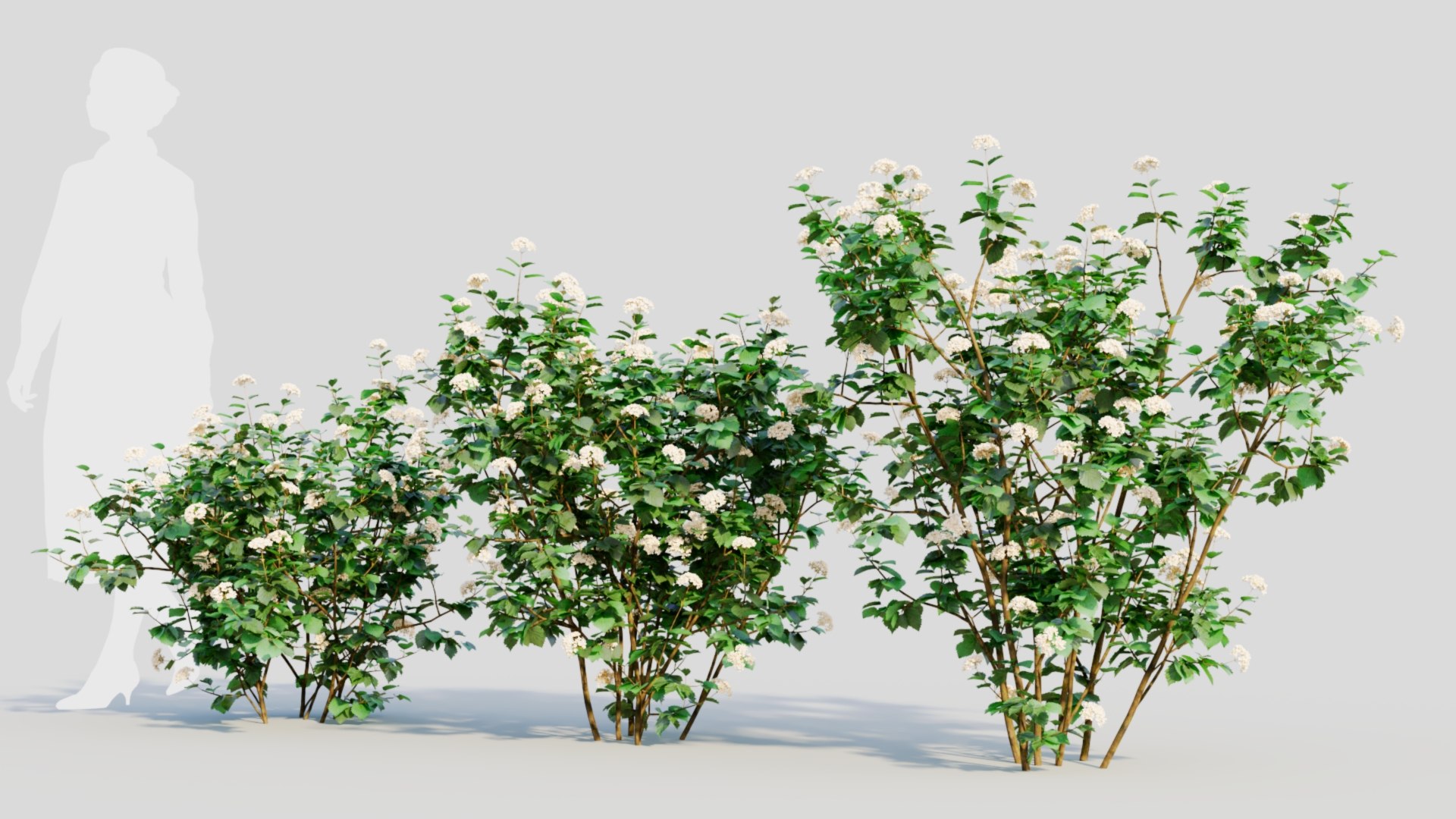 3D Viburnum dentatum a https://p.turbosquid.com/ts-thumb/gt/NoxXPK/zf/viburnumdentatuma3/jpg/1711806604/1920x1080/fit_q87/d2127208f8473e6d6e62d58032d0edf868c20abb/viburnumdentatuma3.jpg