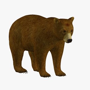 3D Light Brown Bear