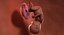 fetus week 37 3D model