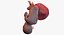 fetus week 37 3D model