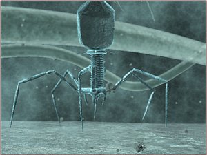 lightwave bacteriophage phage