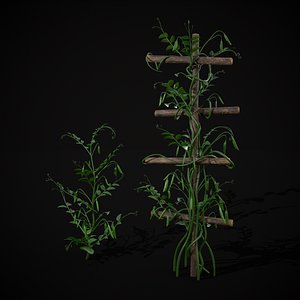 3D Peas Plant