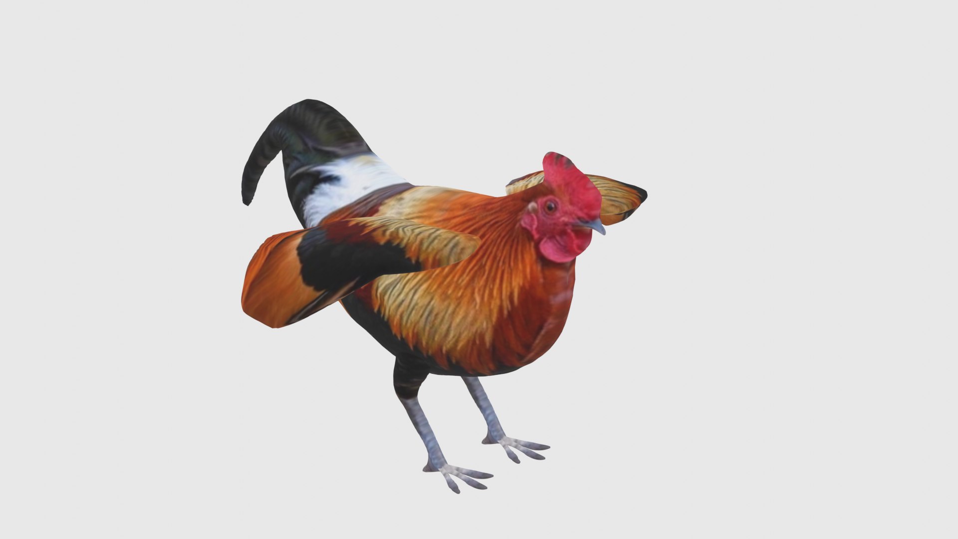 3D Low Poly Rooster Rigged With Realistic Texture - TurboSquid 1876000