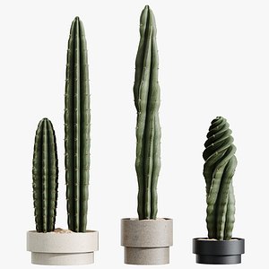3D AV HousePlants Cactus Euphorbia Trigona Ingens Candelebra Tree