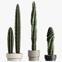 AV HousePlants Cactus Euphorbia Trigona Ingens Candelebra Tree