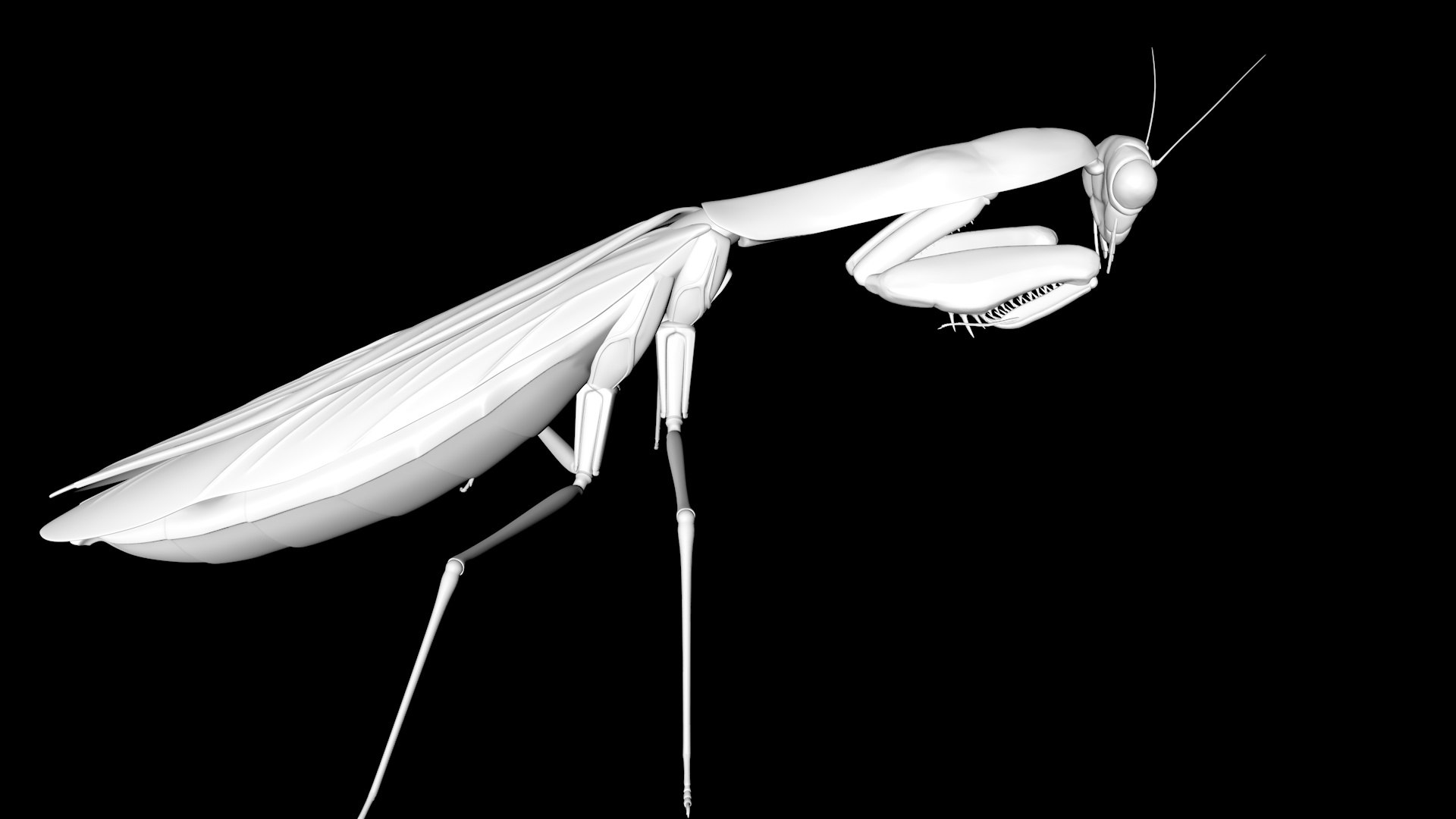 Praying Mantis 3D Model - TurboSquid 1689599