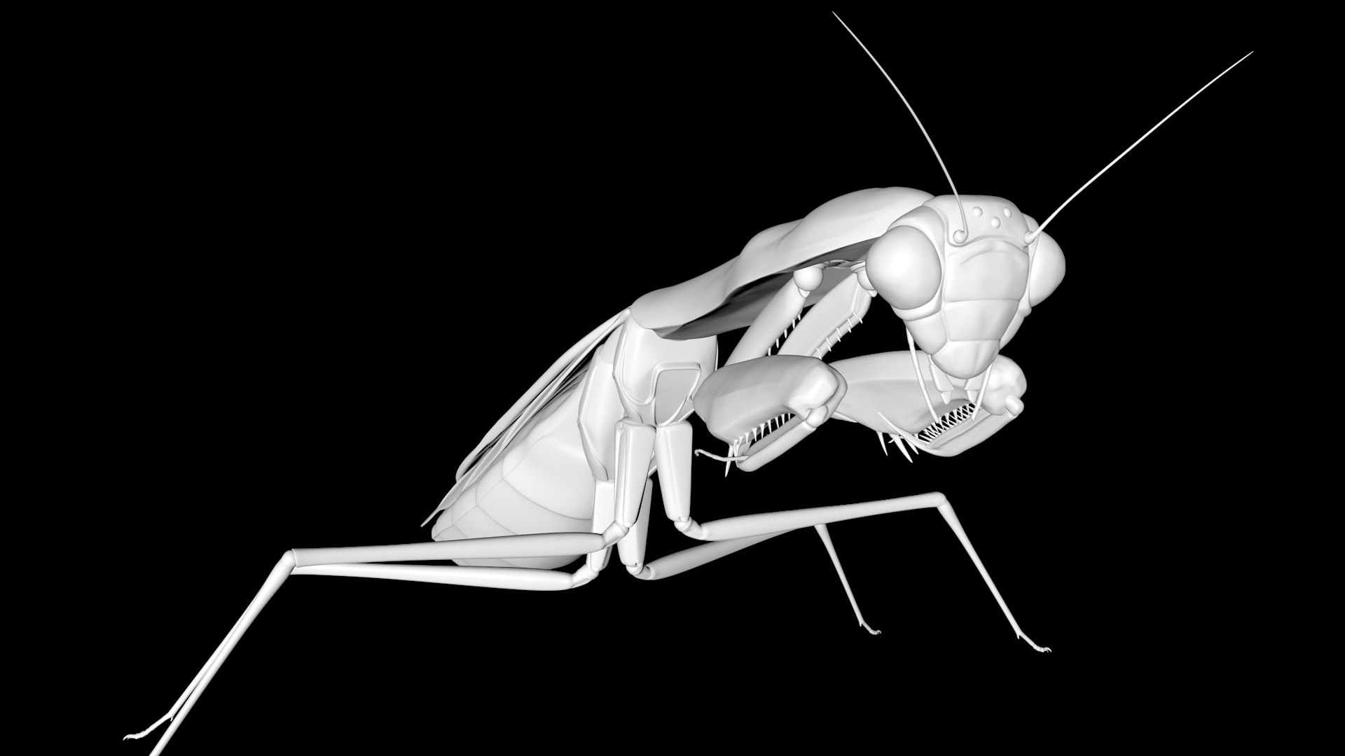 Praying Mantis 3D Model - TurboSquid 1689599
