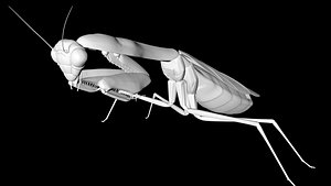 praying mantis 3D model