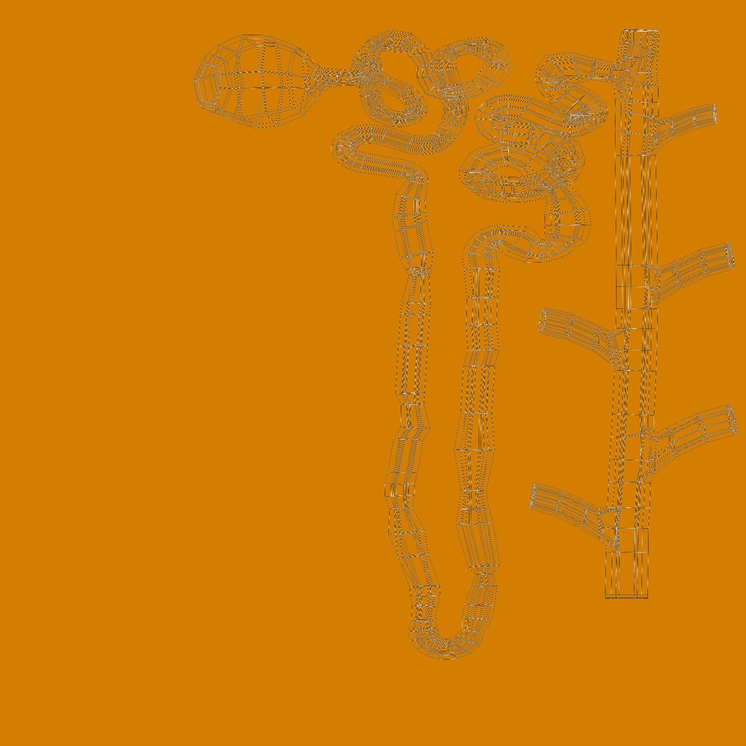 Kidney Nephron Toon Color structure 3D https://p.turbosquid.com/ts-thumb/gu/I9BHVS/BM/tunule_uv/png/1621961032/1920x1080/fit_q87/0f2ff3787b9b99e5fabfe6561ba90190e9d96f5b/tunule_uv.jpg