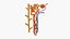 Rein Nephron Toon Structure de couleur