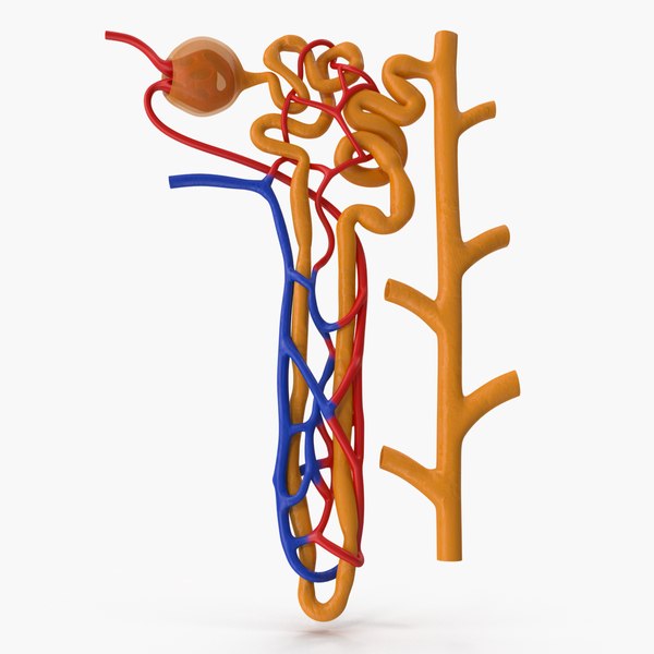 Kidney Nephron Toon Color structure 3D - TurboSquid 1737534