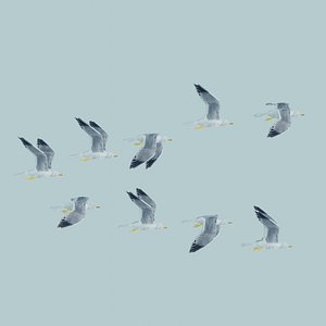 Rigged Flock of birds or bird flock