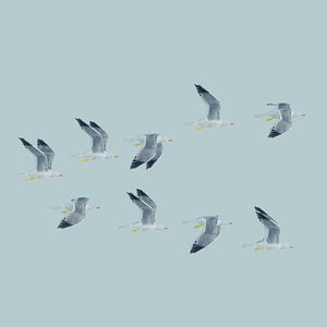 Rigged Flock of birds or bird flock