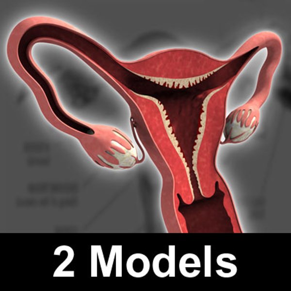 uterus cross section ovaries 3d model