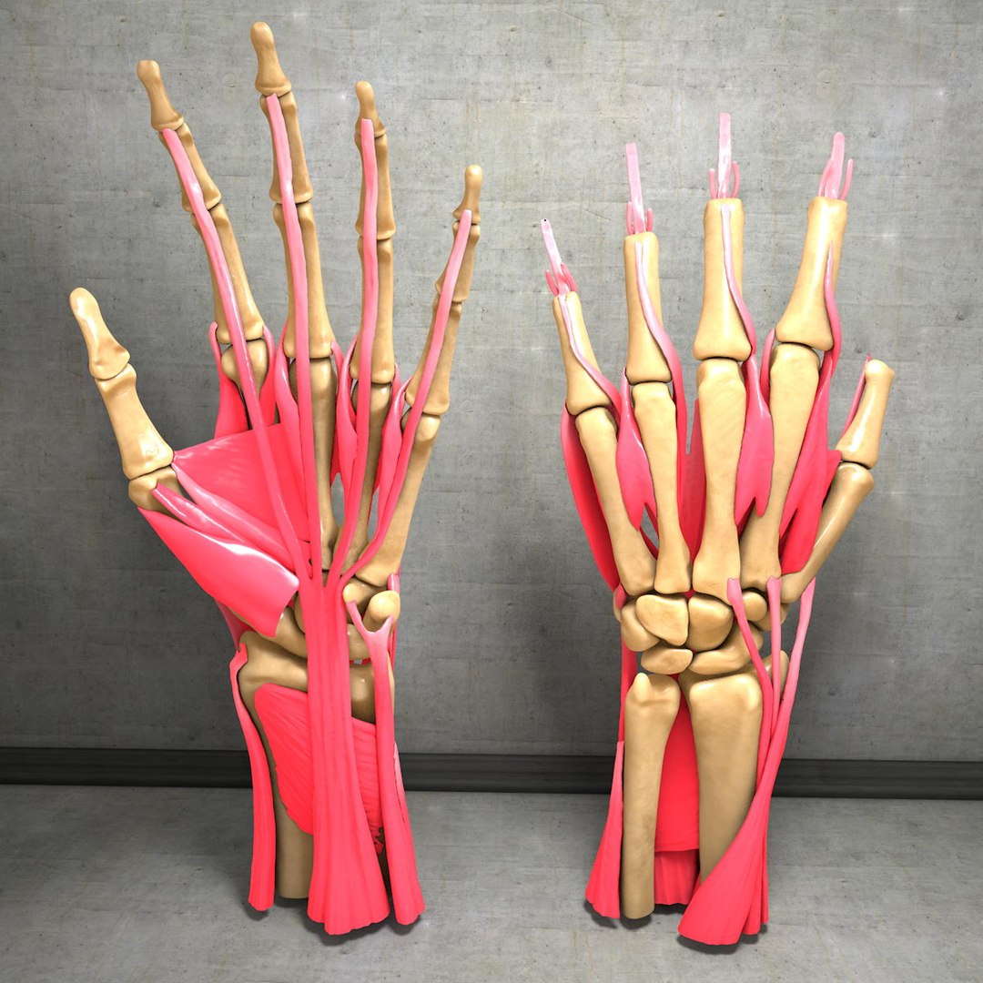 human hand muscles c4d https://p.turbosquid.com/ts-thumb/gu/VmJ0kV/4mg16MiF/hand029/jpg/1407244969/1920x1080/fit_q87/7b38e0ed3693727f0cea81e30da9f55b2a5c9d8b/hand029.jpg