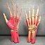 Ultimate Human Hand Muscles Anatomy