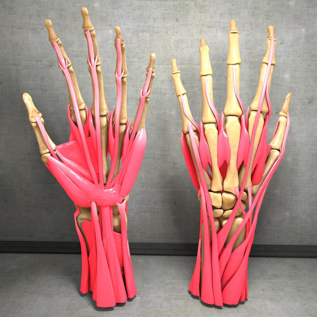 human hand muscles c4d https://p.turbosquid.com/ts-thumb/gu/VmJ0kV/4sMkjjk3/hand022/jpg/1407244968/1920x1080/fit_q87/3fff97808897542ed84c3521fdd3e49fb7387643/hand022.jpg