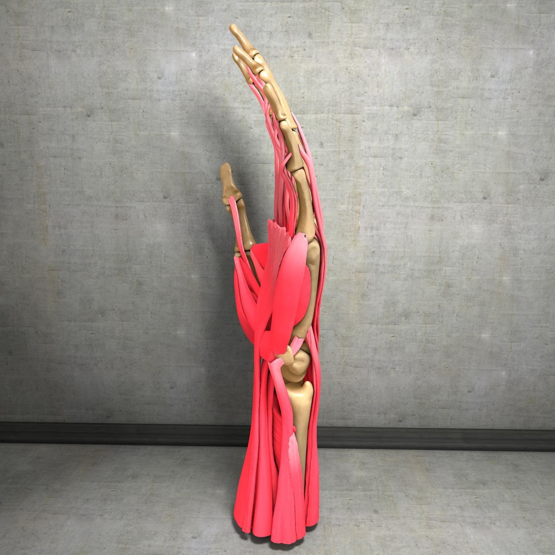 human hand muscles c4d https://p.turbosquid.com/ts-thumb/gu/VmJ0kV/5zYGDxa3/handturn010056/jpg/1407173636/1920x1080/fit_q87/a169cb9ca4ef271f37d02cbce52aaba48cfcd544/handturn010056.jpg