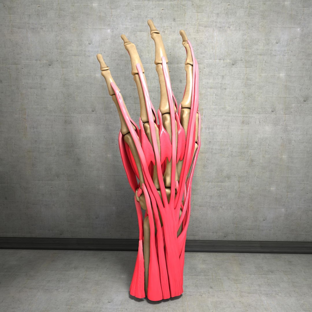 human hand muscles c4d https://p.turbosquid.com/ts-thumb/gu/VmJ0kV/7DSWgpDG/handturn010042/jpg/1407173635/1920x1080/fit_q87/3a5fe3028f26c0cecc7b3925c2118cf754b6e82f/handturn010042.jpg