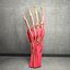 Ultimate Human Hand Muscles Anatomy