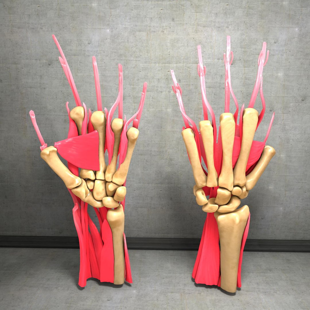 human hand muscles c4d https://p.turbosquid.com/ts-thumb/gu/VmJ0kV/7JuYkcY4/hand035/jpg/1407244970/1920x1080/fit_q87/c9e64c1f4b599267d5a62b0e8a9c9ca408c62ada/hand035.jpg