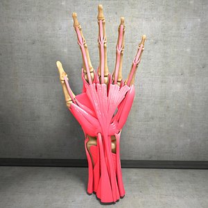 Ultimate Human Hand Muscles Anatomy
