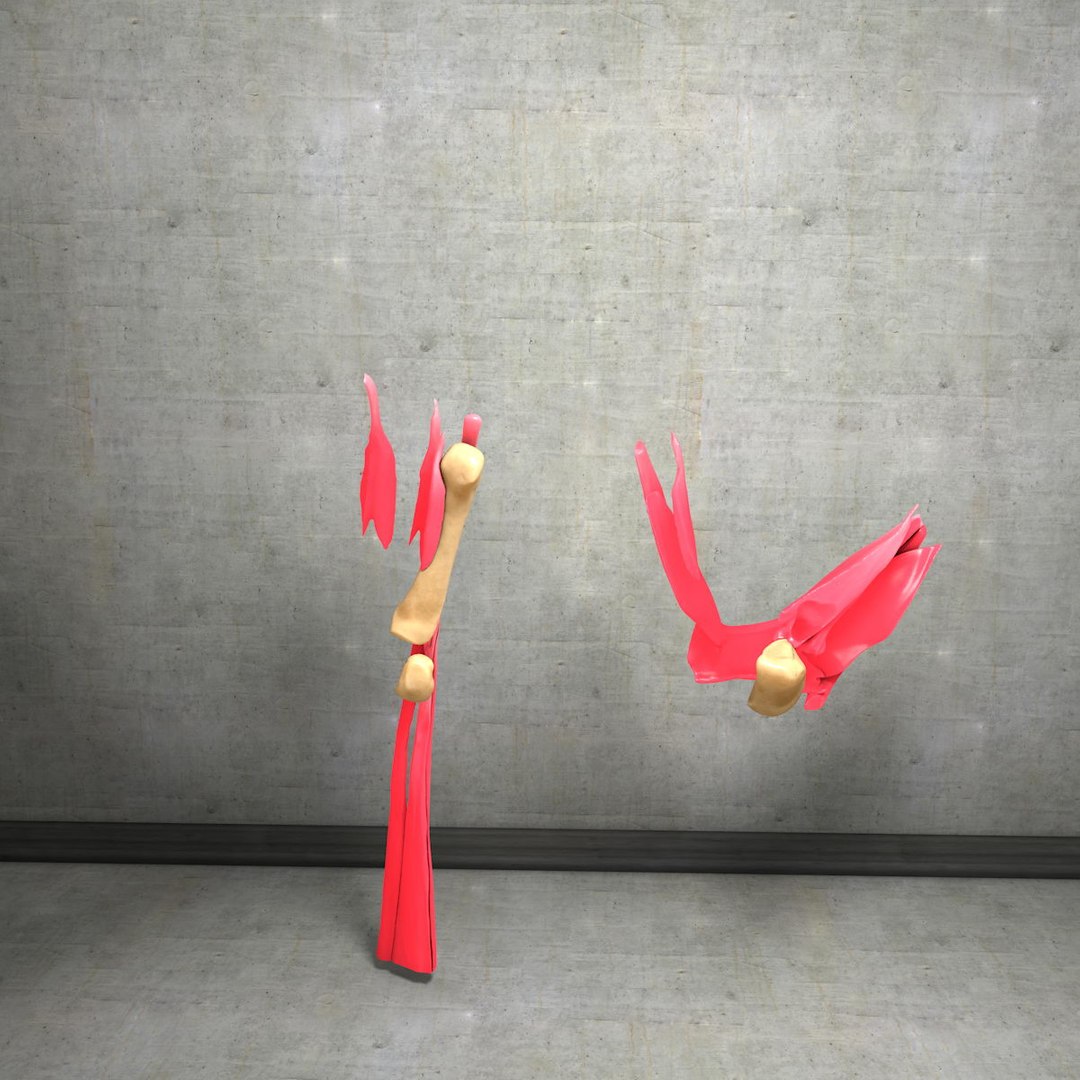 human hand muscles c4d https://p.turbosquid.com/ts-thumb/gu/VmJ0kV/8QWTTMX1/hand041/jpg/1407244971/1920x1080/fit_q87/de7e87986a9a6c06c8e1ab5d0c2062aa1c001a11/hand041.jpg